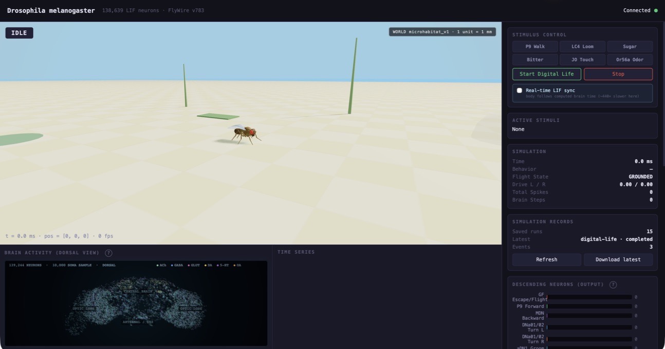 FlyWire Neuro’s actual local browser interface with a 3D fly, brain activity map and stimulus controls